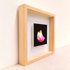 10×10 -テンバイテン-バラ